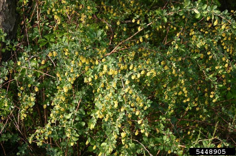 common barberry (Berberis vulgaris)
