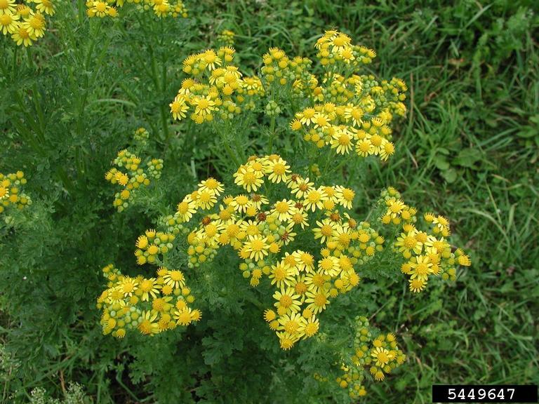 tansy ragwort (Jacobaea vulgaris)