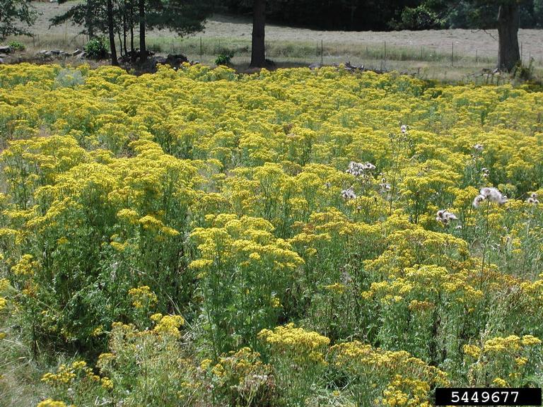 tansy ragwort (Jacobaea vulgaris)