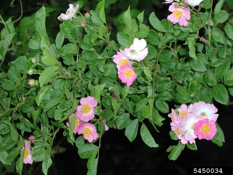 multiflora rose (Rosa multiflora)