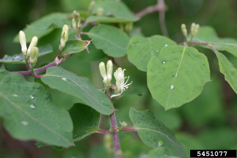 dwarf honeysuckle (Lonicera xylosteum L.)