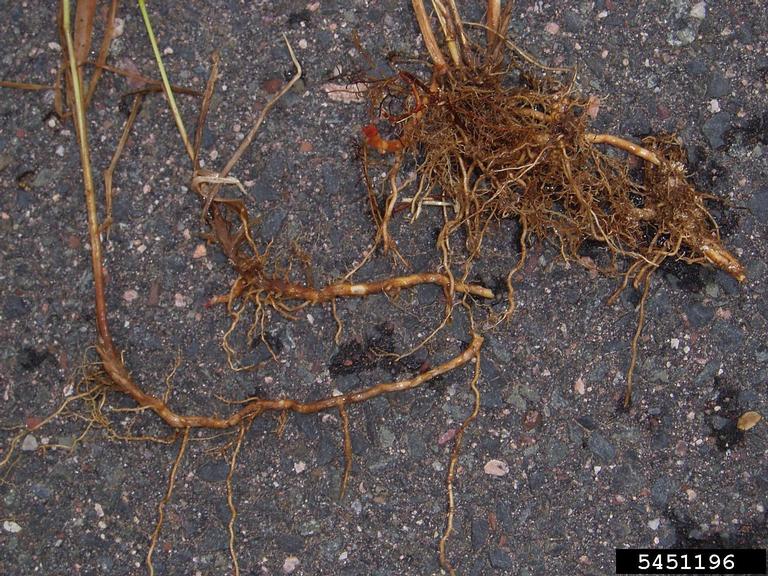 reed canarygrass (Phalaris arundinacea)