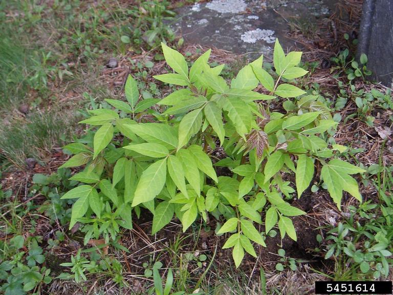 treeofheaven (Ailanthus altissima)