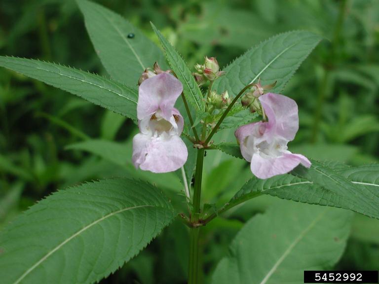 himalayan-balsam-impatiens-glandulifera-royle