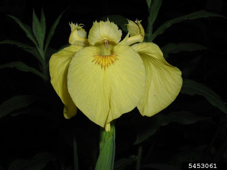 pale yellow iris, yellow flag iris (Iris pseudacorus)