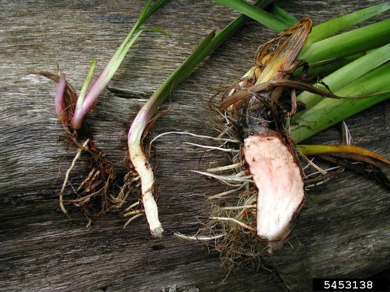 pale yellow iris, yellow flag iris (Iris pseudacorus)