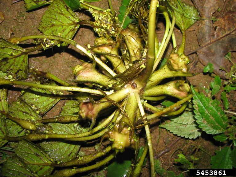 European water chestnut (Trapa natans)