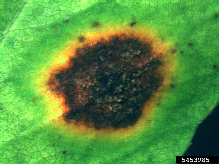 Cercospora leaf spot (Cercospora arachidicola)