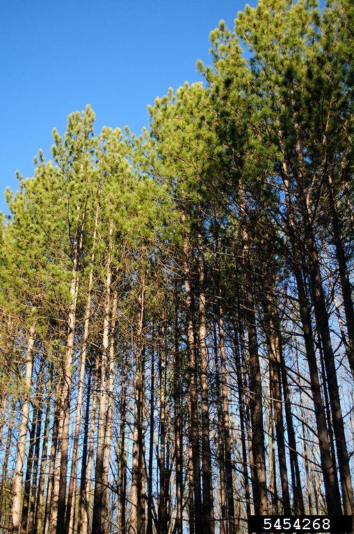 red pine (Pinus resinosa)