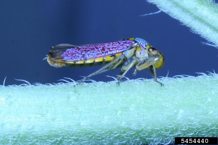 leafhoppers (Family Cicadellidae)