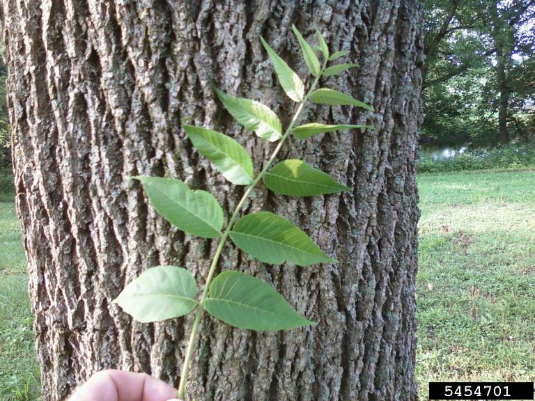 Walnut Tree Bark Identification