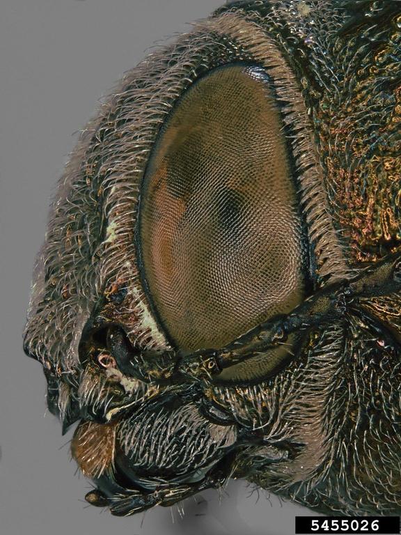 metallic woodboring beetle (Gyascutus fulgidus)