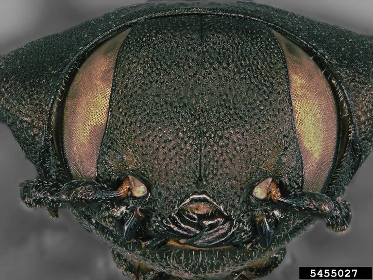 metallic woodboring beetle (Melanophila acuminata)