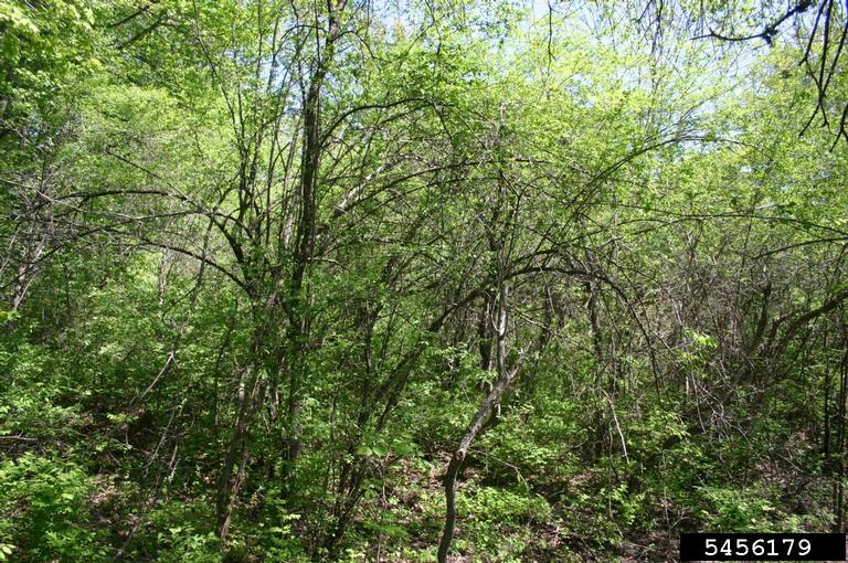 common buckthorn, European buckthorn (Rhamnus cathartica)
