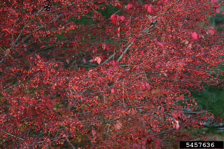 winged burning bush (Euonymus alatus)