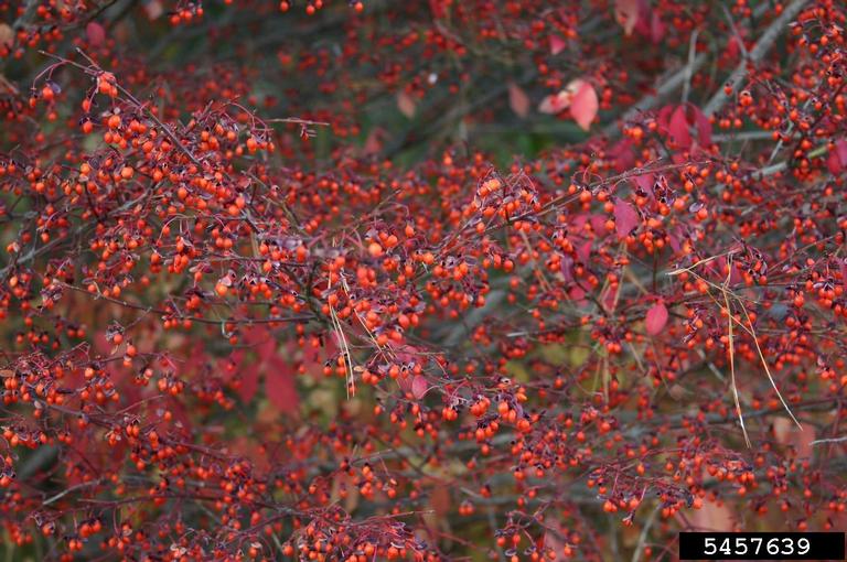 winged burning bush (Euonymus alatus)