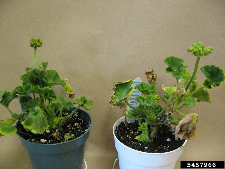 bacterial blight of geranium (Xanthomonas hortorum pv. pelargonii)