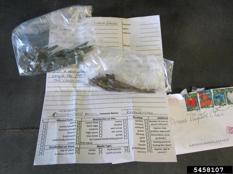 diagnostic lab sample