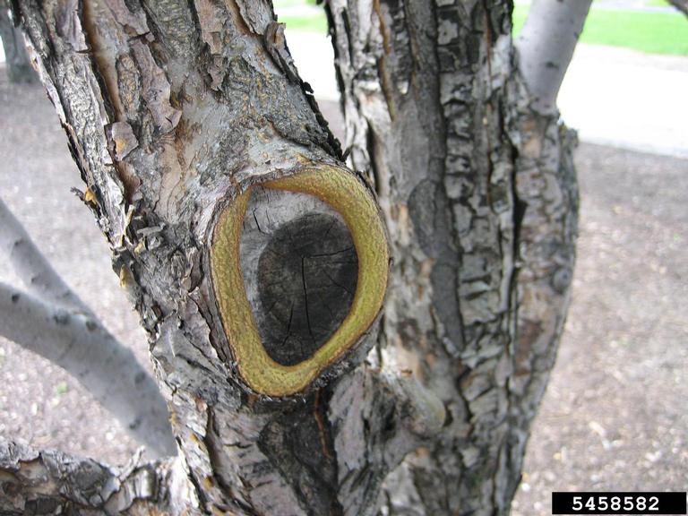 Compartmentalization Of Decay In Trees (CODIT)