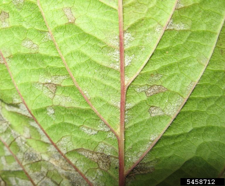 downy mildew (Plasmopara viburni ) on viburnum (Viburnum spp. ) 5458712
