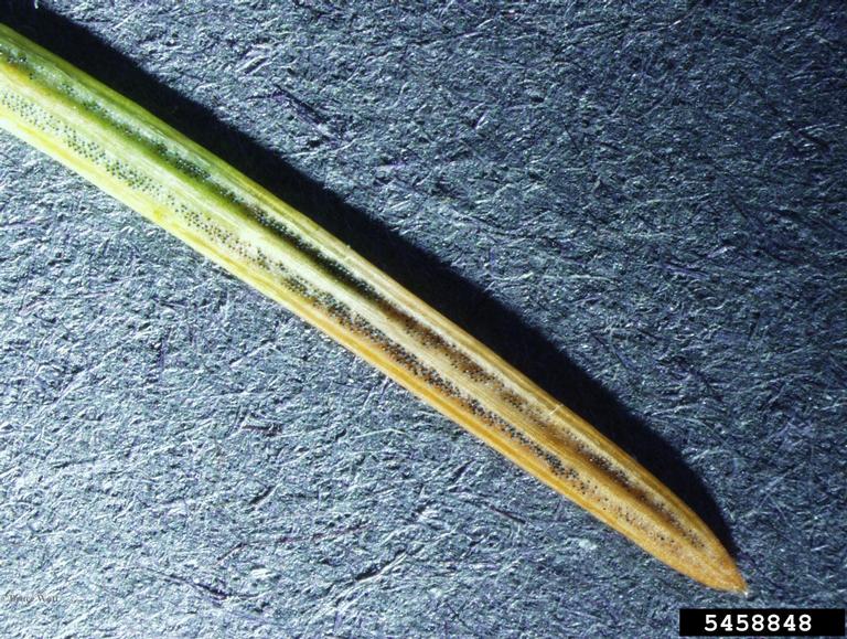 Bruce Watt, University of Maine,  Bugwood.org Infected needle with pseudothecia emerging
