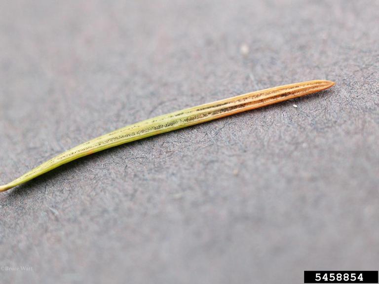 Swiss needle cast (Phaeocryptopus gaeumannii)