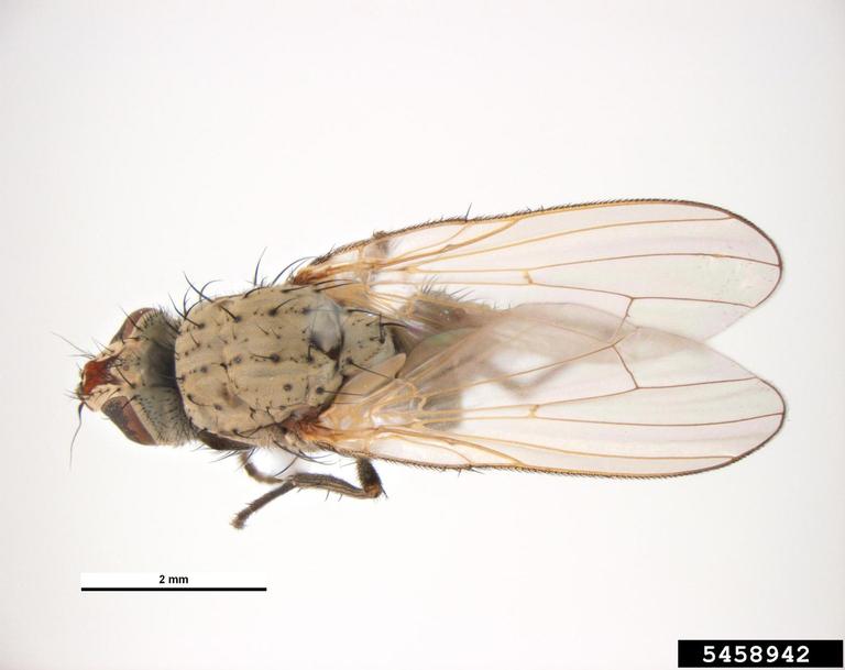 onion maggot (Delia antiqua)