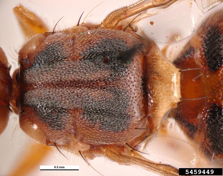 olive fruit fly (Bactrocera oleae)