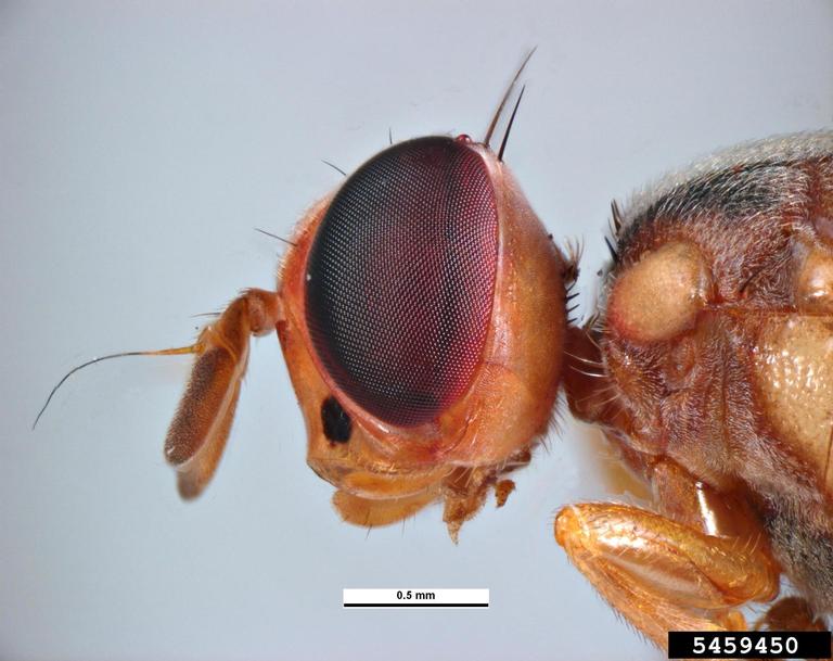 olive fruit fly (Bactrocera oleae)