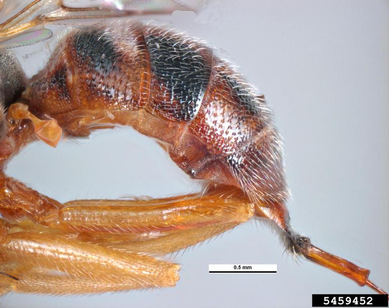 olive fruit fly, Bactrocera oleae (Diptera Tephritidae) 5459452