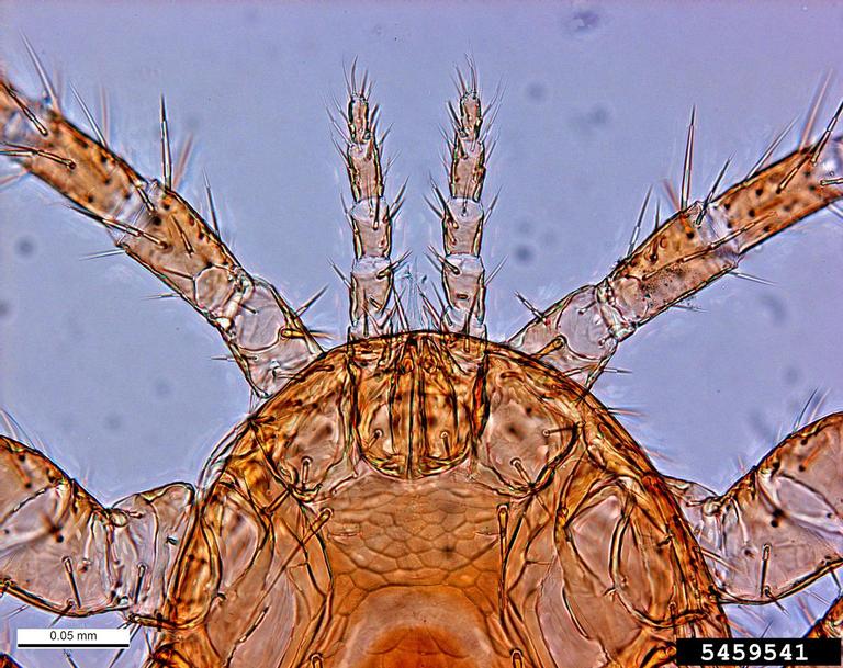 parasitic bee mite (Tropilaelaps clareae)
