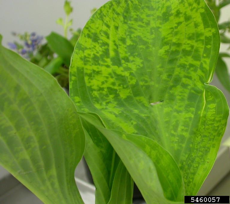 Tobacco Rattle Virus (Tobravirus TRV ) on hosta (Hosta spp. ) 5460057