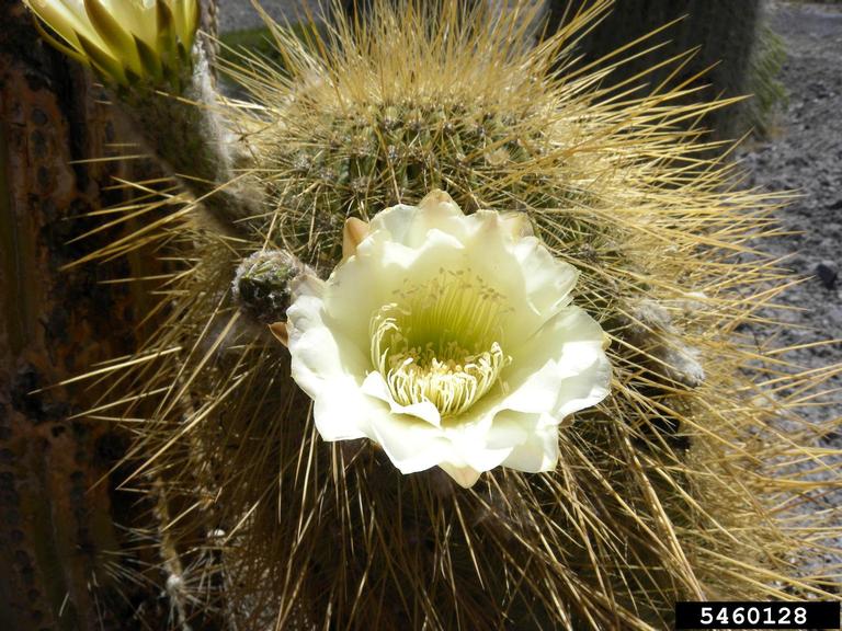 cactus (Echinopsis atacamensis ssp. pasacana (F.A.C. Weber) G. Navarro)