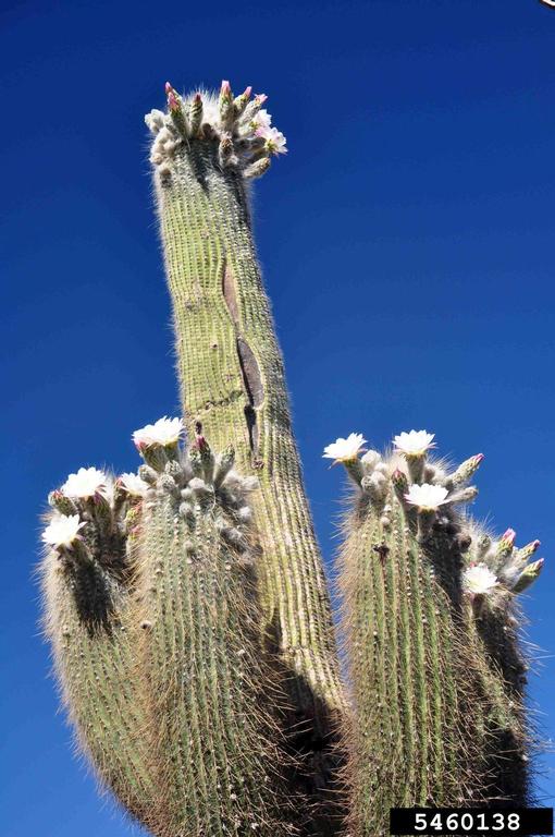 raywell bio cactus Beavertail Cactus 'Virgin River Rainbow' (Opuntia auera) HARDY –  Desertscape Nursery main image 1