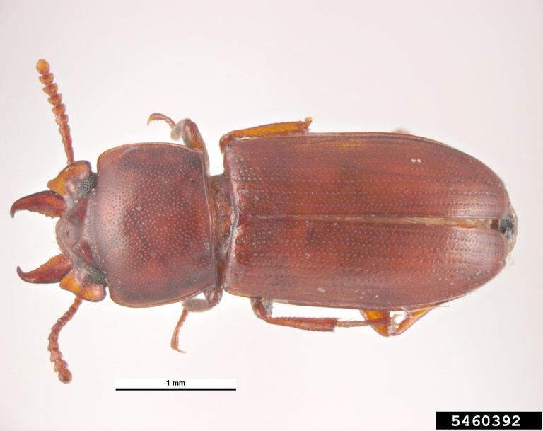 broadhorned flour beetle (Gnatocerus cornutus)