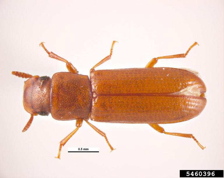 longheaded flour beetle, Latheticus oryzae (Coleoptera Tenebrionidae