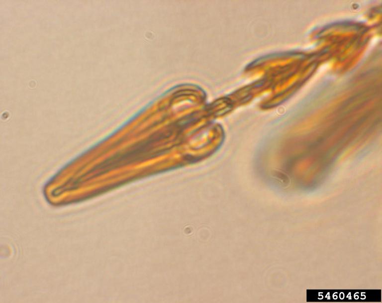 warehouse beetle (Trogoderma variabile)