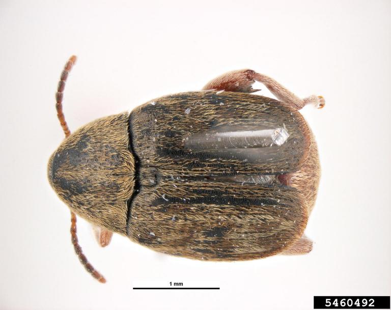 bean weevil (Acanthoscelides obtectus)