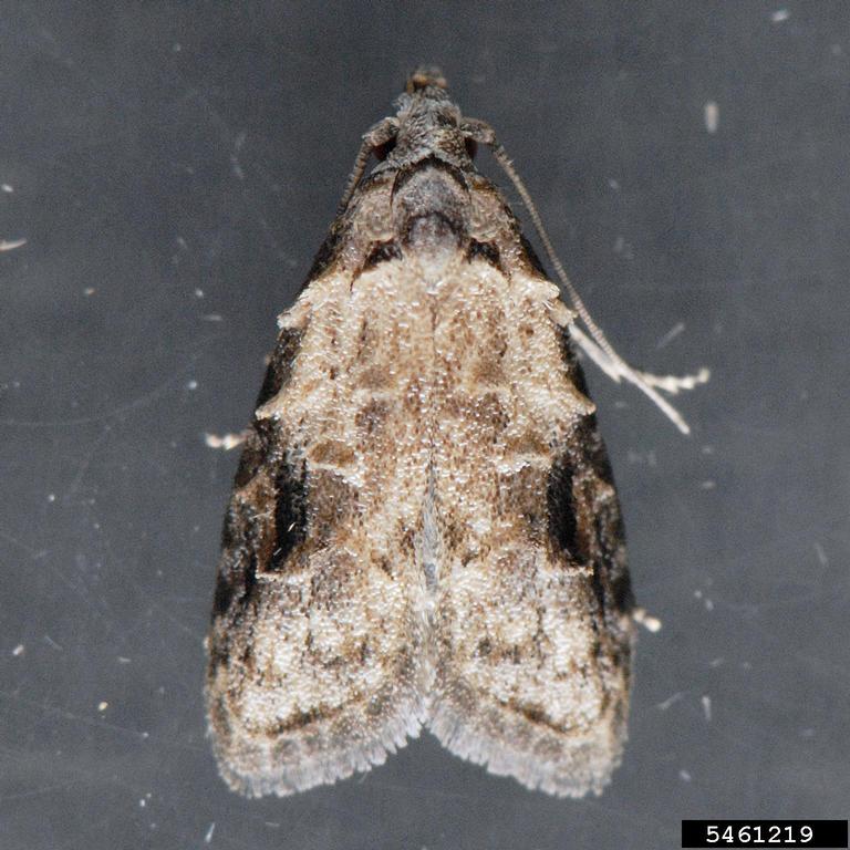 peach fruit moth (Carposina sasakii)