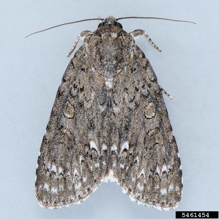 yellow-haired dagger moth (Acronicta impleta Walker 1856)