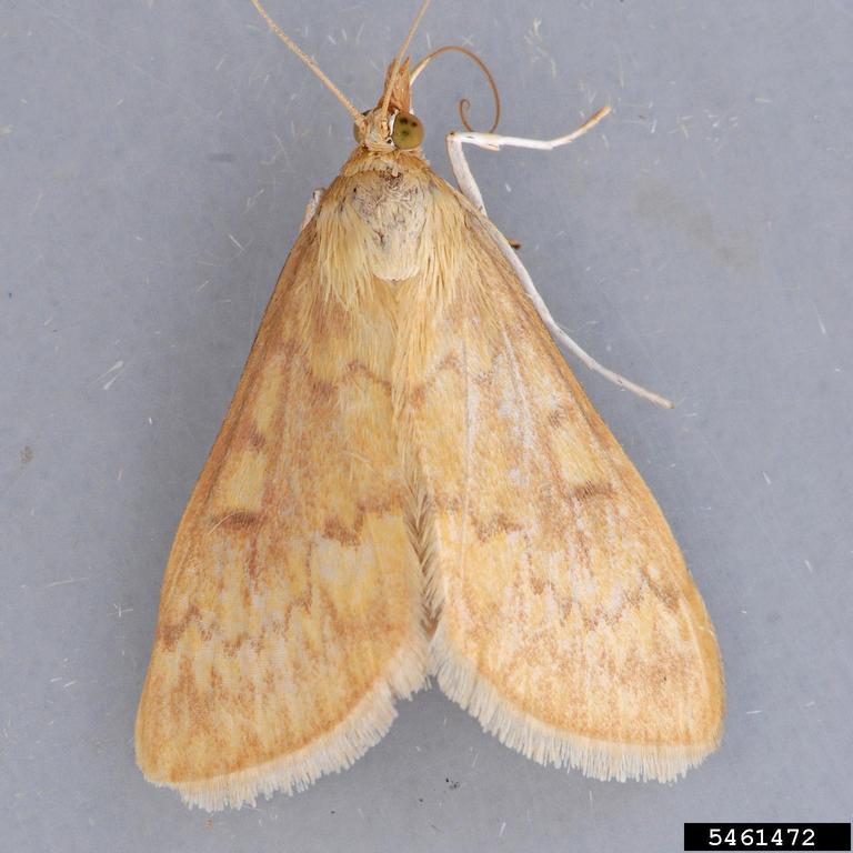 European corn borer, Ostrinia nubilalis (Lepidoptera Crambidae) 5461472
