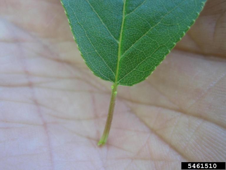 common chokecherry, Prunus virginiana (Rosales Rosaceae) 5461510
