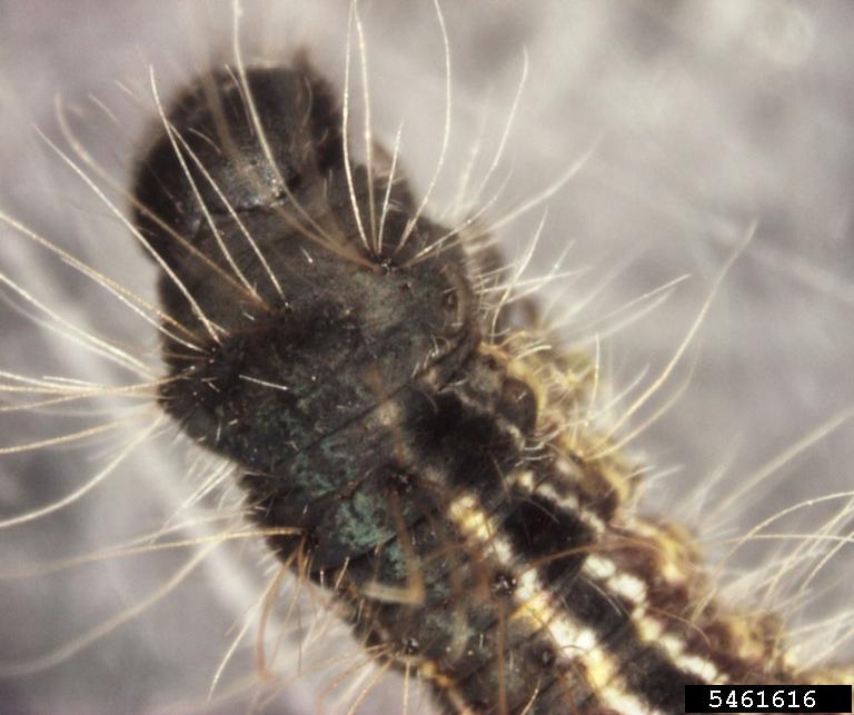 forest tent caterpillar (Malacosoma disstria)