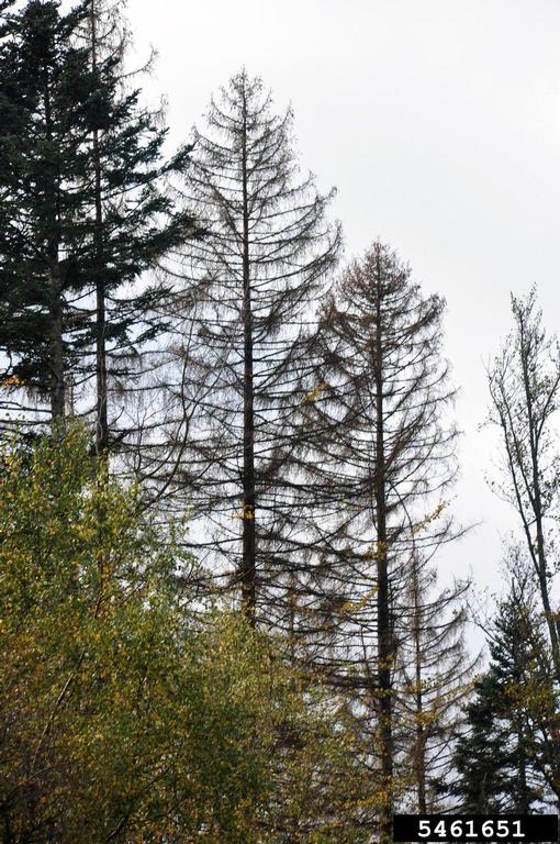 European Spruce Bark Beetle Ips Typographus On Norway Spruce Picea Abies