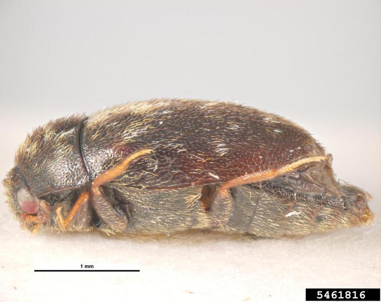glabrous cabinet beetle (Trogoderma glabrum (Herbst, 1783))