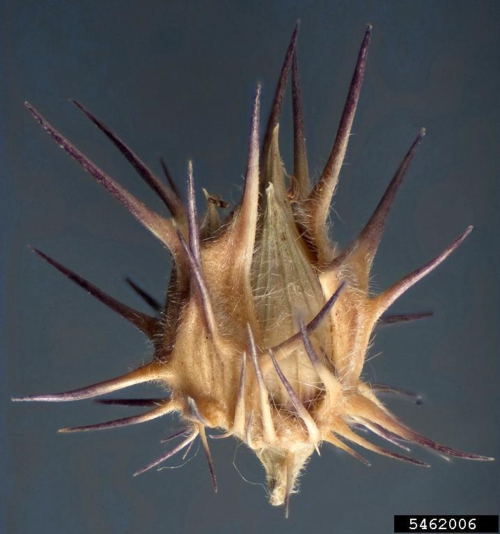 longspine sandbur (Cenchrus longispinus)