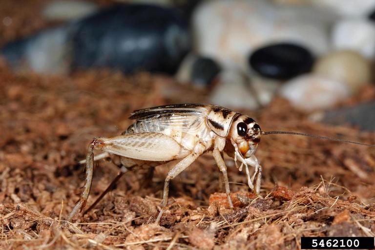 house cricket (Acheta domesticus)