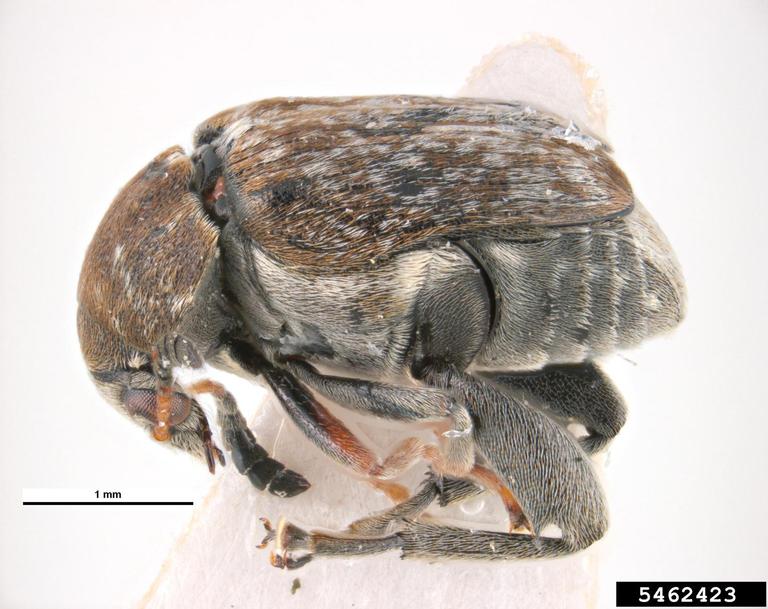 bruchid seed beetle (Bruchus tristis Boheman, 1833)
