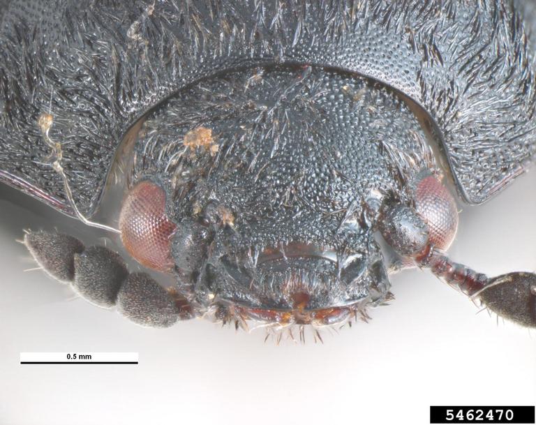 dermestid beetle (Dermestes laniarius)