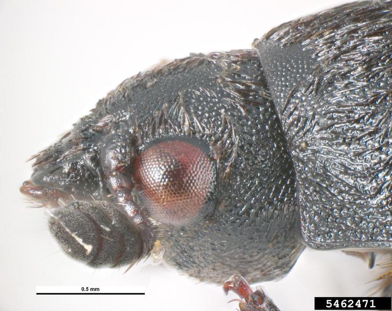 dermestid beetle (Dermestes laniarius)
